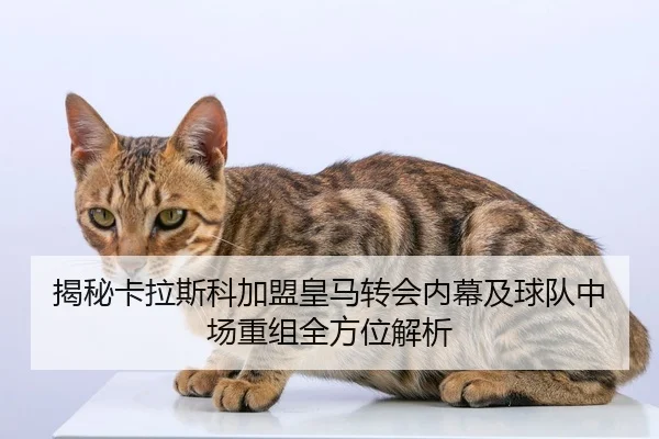 揭秘卡拉斯科加盟皇马转会内幕及球队中场重组全方位解析